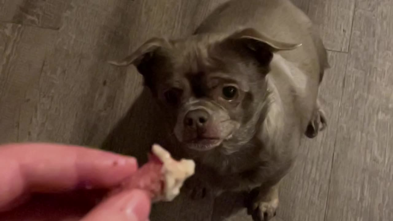 Cali the Dog Goes Jaws on Her Treat - You Won't Believe Her Ferocious Cuteness!