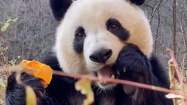 Let's Eat...Cute Panda