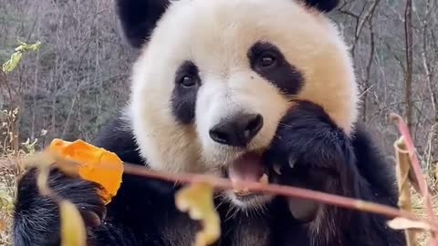 Let's Eat...Cute Panda