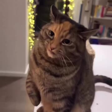 Funny Cat video 🤣🤣🤣Cute Cats & Kittens | Viral and Trending video😍😍😍