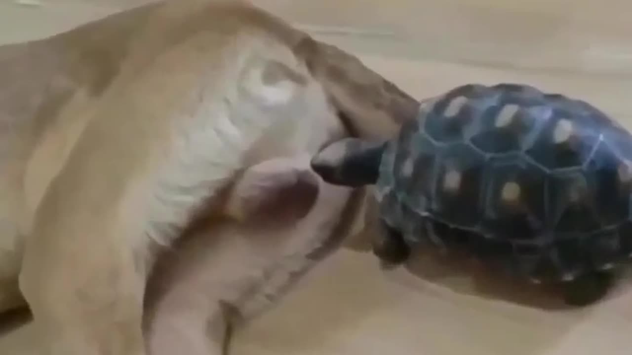 Funny videos of the world's best animals 👉 Follow please