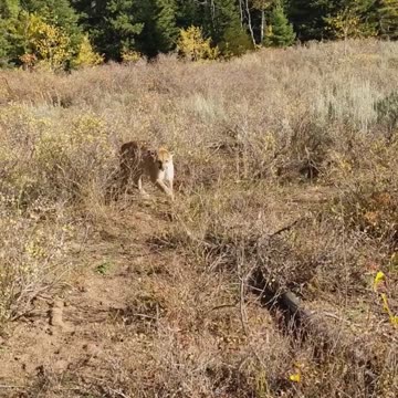 Mountain_Lion_stalks_elk_hunter_in_Idaho