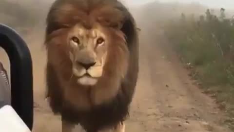 majestic Lion caught on camera in atraffic jam