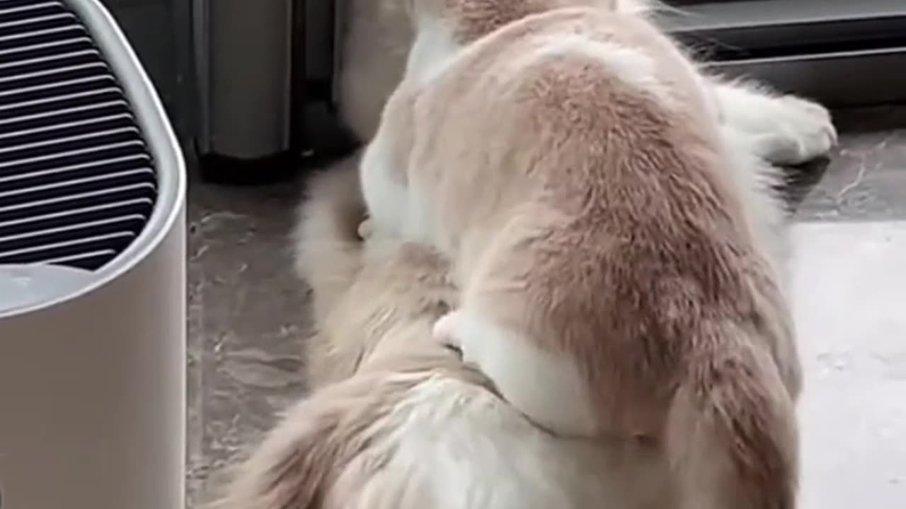 Heartwarming Moments of Two Cats in Love