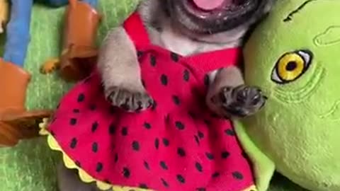 Cute baby dag