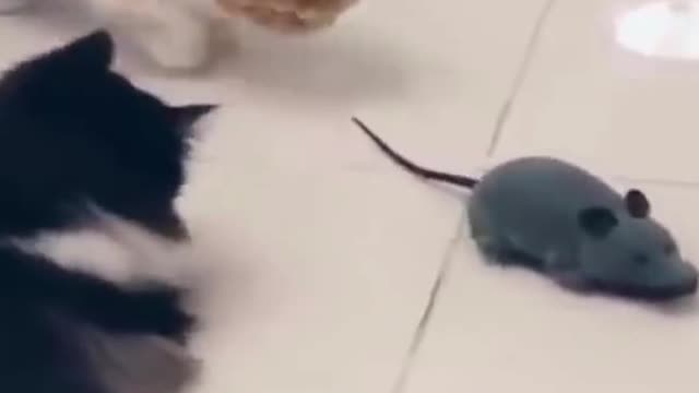 Funny Cats Play with Mouse Toy #shorts