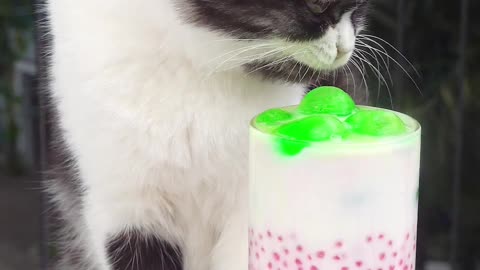 Cat chef makes 3 layers of attractive colorful milk!🤤_( ASMR) _#tiktok #shorts#cat#pet#milk#grapes (