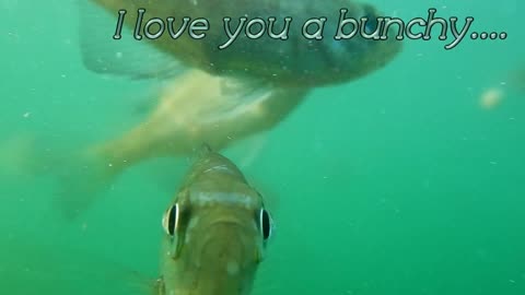 If You Feed Fish They Will Come