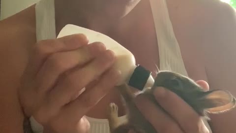 Bottle Feeding Orphaned Bunnies