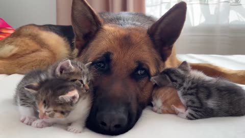 Cute Tiny Kittens and Adorable German Shepherd