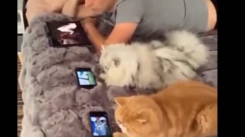 funny animals videos __ very funny videos