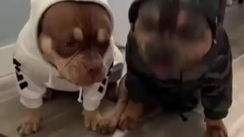 Funny and Cute DOG Videos Compilation