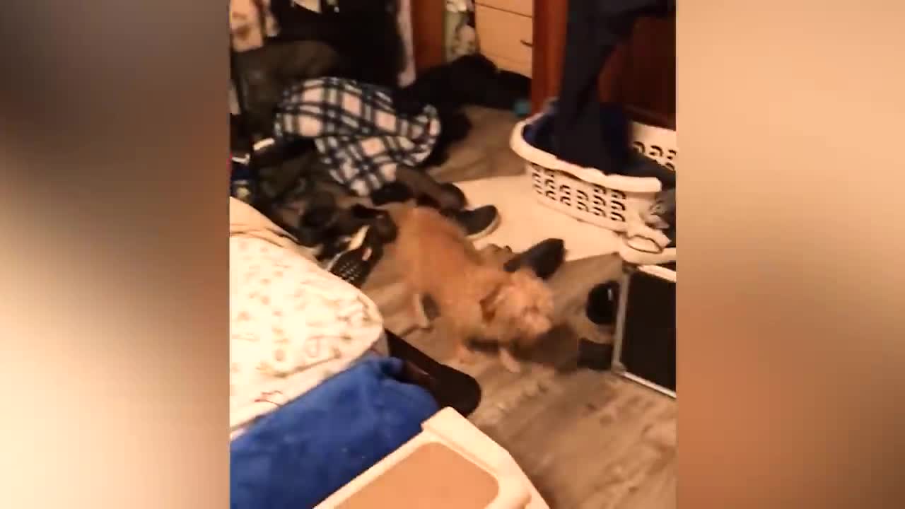 Try Not To Laugh Funny Videos - Funny Pets Doing Dumb Stuff