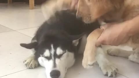 Husky is really cute and funny