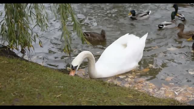 Swan seeking foods and with there family & swimming with there kids.