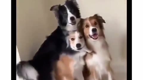 Dog having a group photo.