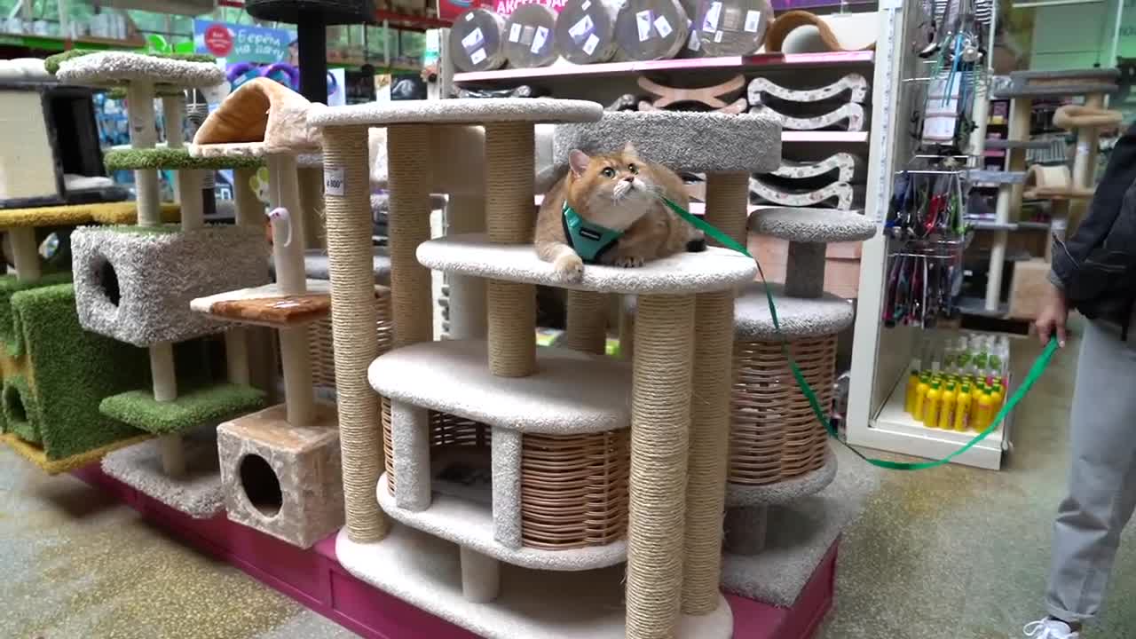 Pet Store