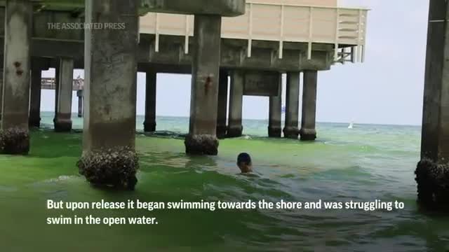 Dolphin freed from crab trap ropes in Florida_Cut