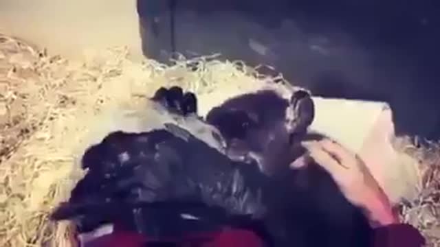 The monkey was dying and when his friend arrived it was a surprise