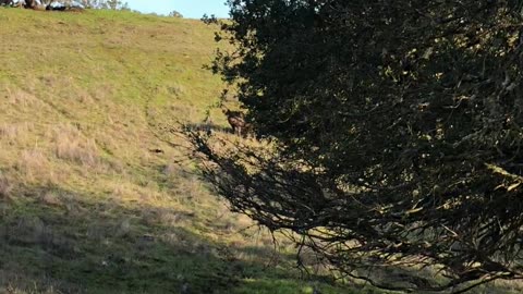 Frontera Hunting Sticking a Big Boar