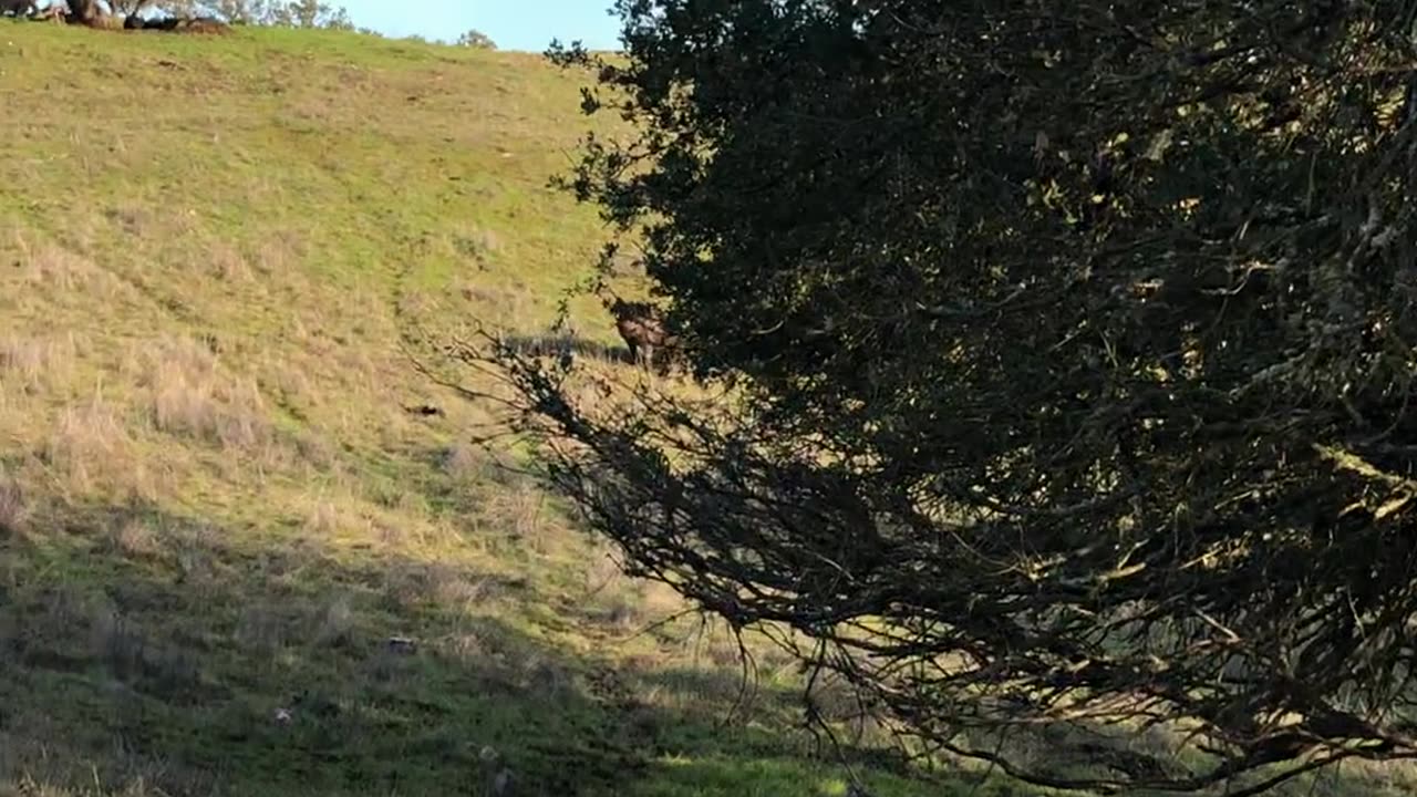 Frontera Hunting Sticking a Big Boar