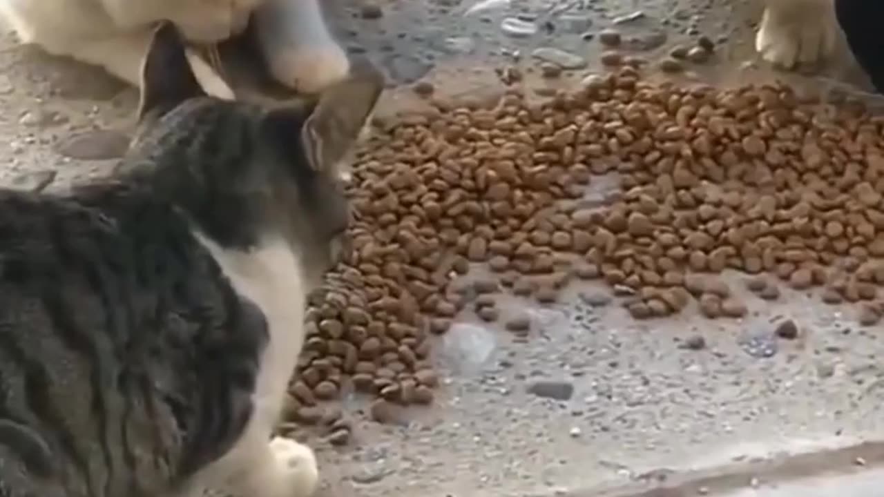 The Power Of Cats