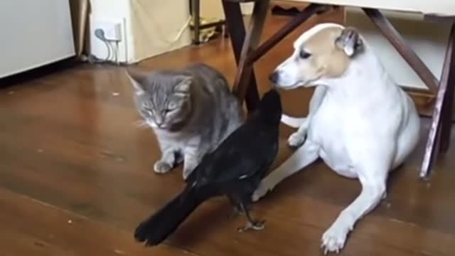 Friendly Crow Feeding his Cat and Dog Friend..