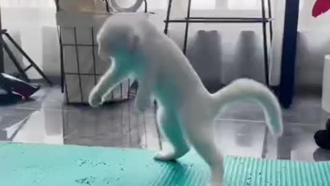 A white kitten that loves to dance