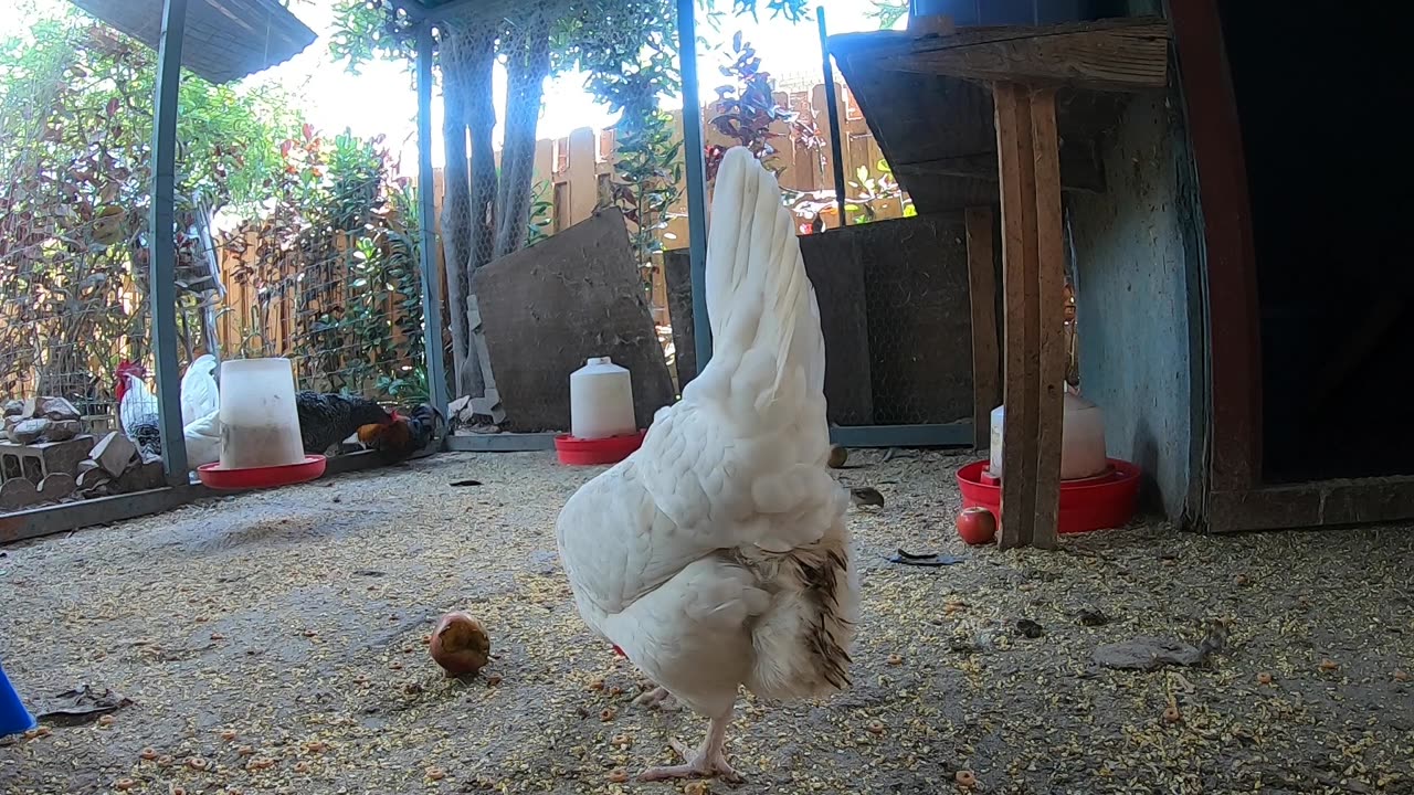 Backyard Chickens Fun Relaxing Video Sounds Noises Hens Clucking Roosters Crowing!