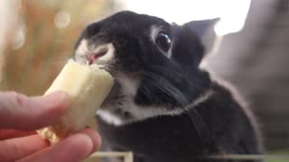 Mochi vs Banana