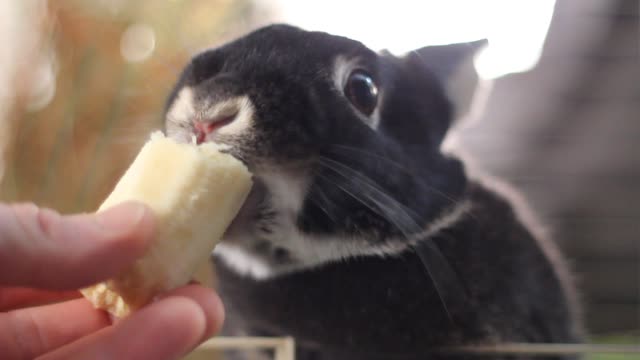 Mochi vs Banana