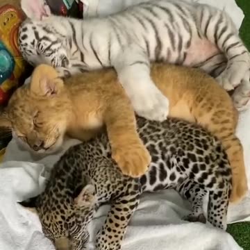 Big Cat Family Cubs | Nouman Hassan