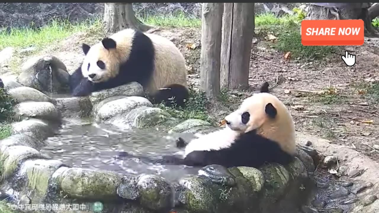 Cute Pandas Enjoying Summer Bath!!!!