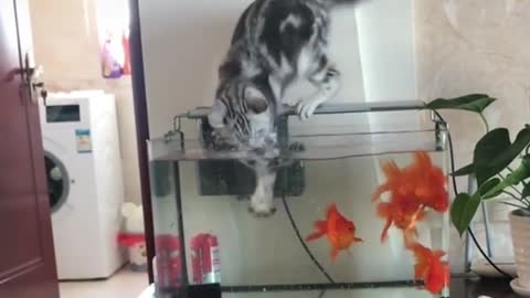 A cat wants to catch a fish, see what happened last