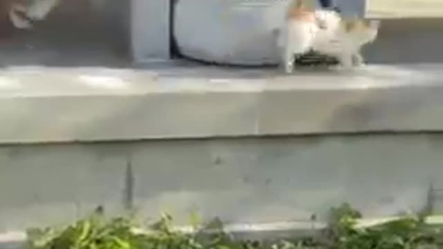 Soo Funny Dod And Cat! Cat Training #USA!