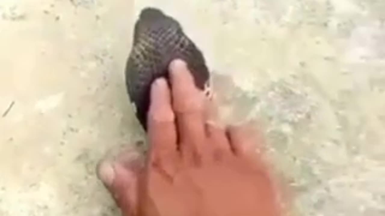 snack video