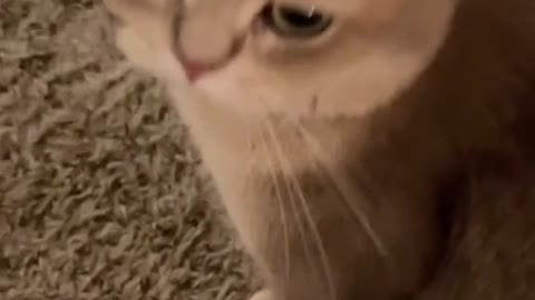 Cash’s meow collection! Sound on, u gonna love it!😎#cutecat #cat