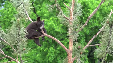 bear on the tree