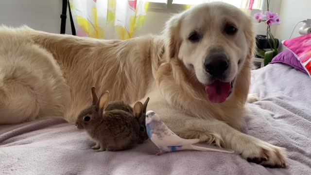 Cute Baby Bunnies, Golden Retriever and Budgie