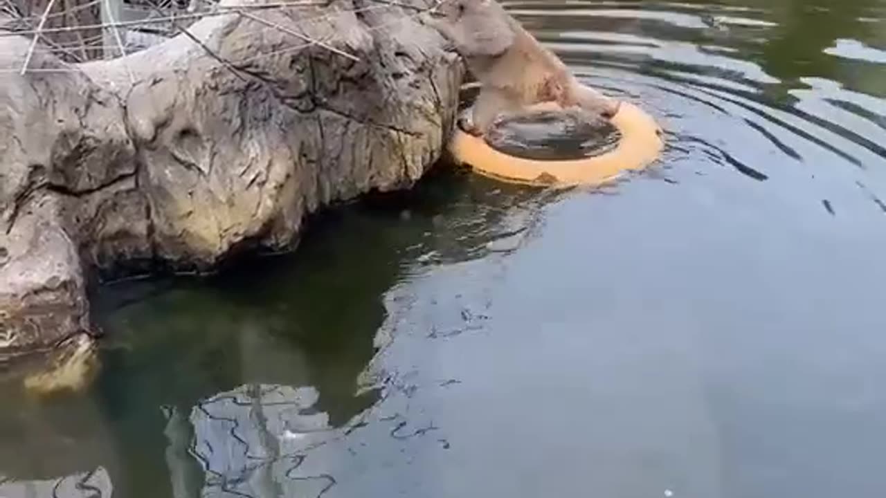 Monkey swimming with support