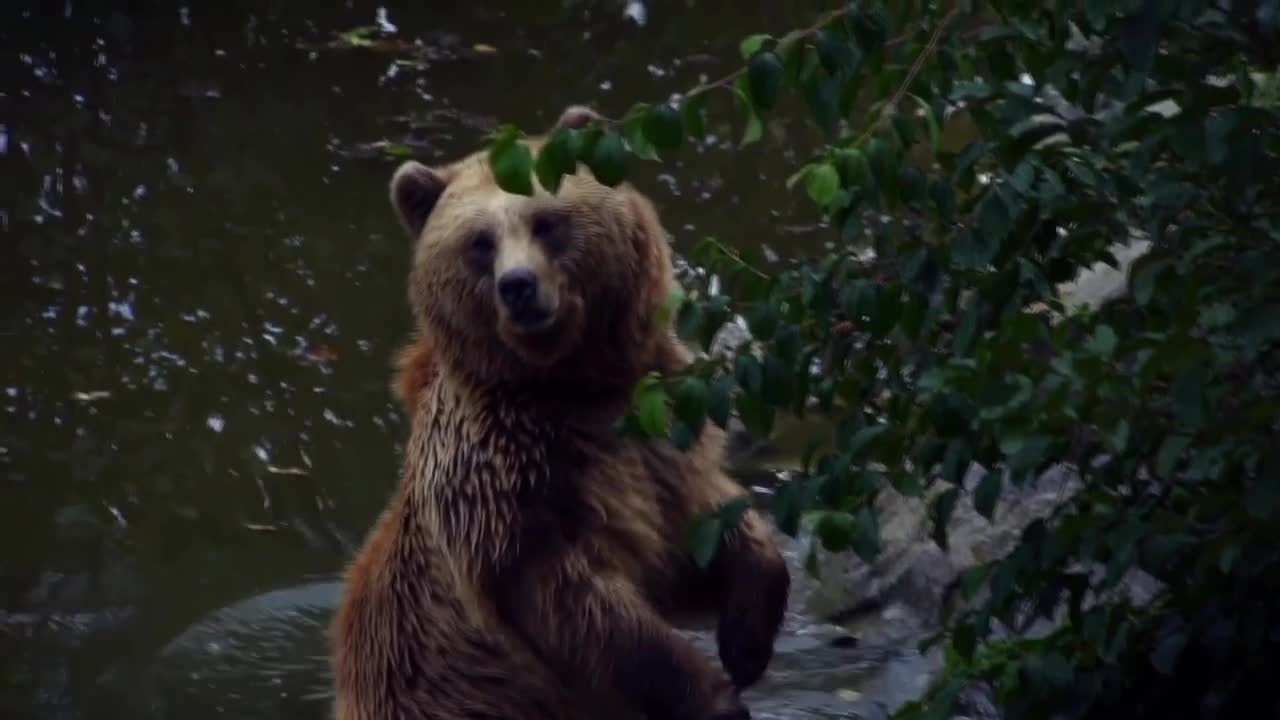 The ferocious animal, the bear, shows his pride