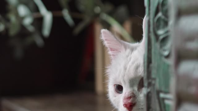 White cat at Hiding on The Book Shelves