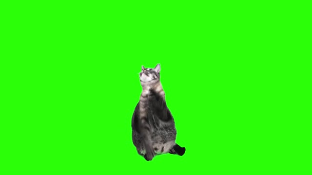 cat looking left and right watching green screen keying video