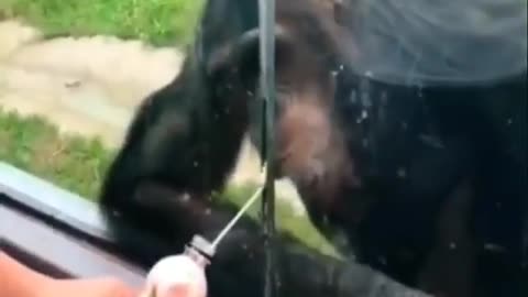 Funny animal short