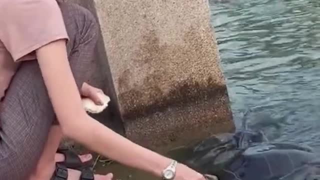 Funniest ANIMAL FAILS IN 1 Minute! FUNNY Animal Videos