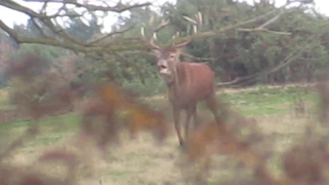 Red Deer Rut - part 18. Westleton Heaths, Suffolk, UK