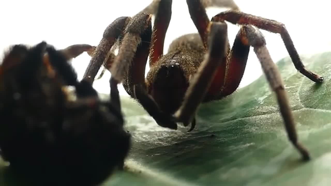 ARMADEIRA SPIDER FEEDING