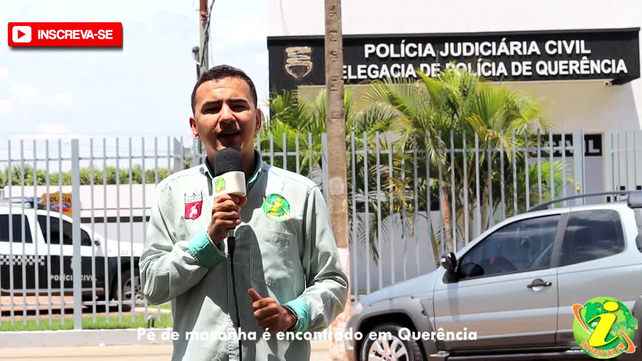 Policial - Pé de maconha é encontrado em Querência