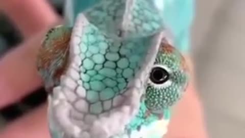 Strange Animal Rotate Curved Eyes #shorts #viral #shortsvideo #video