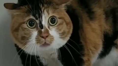 Cat funny video